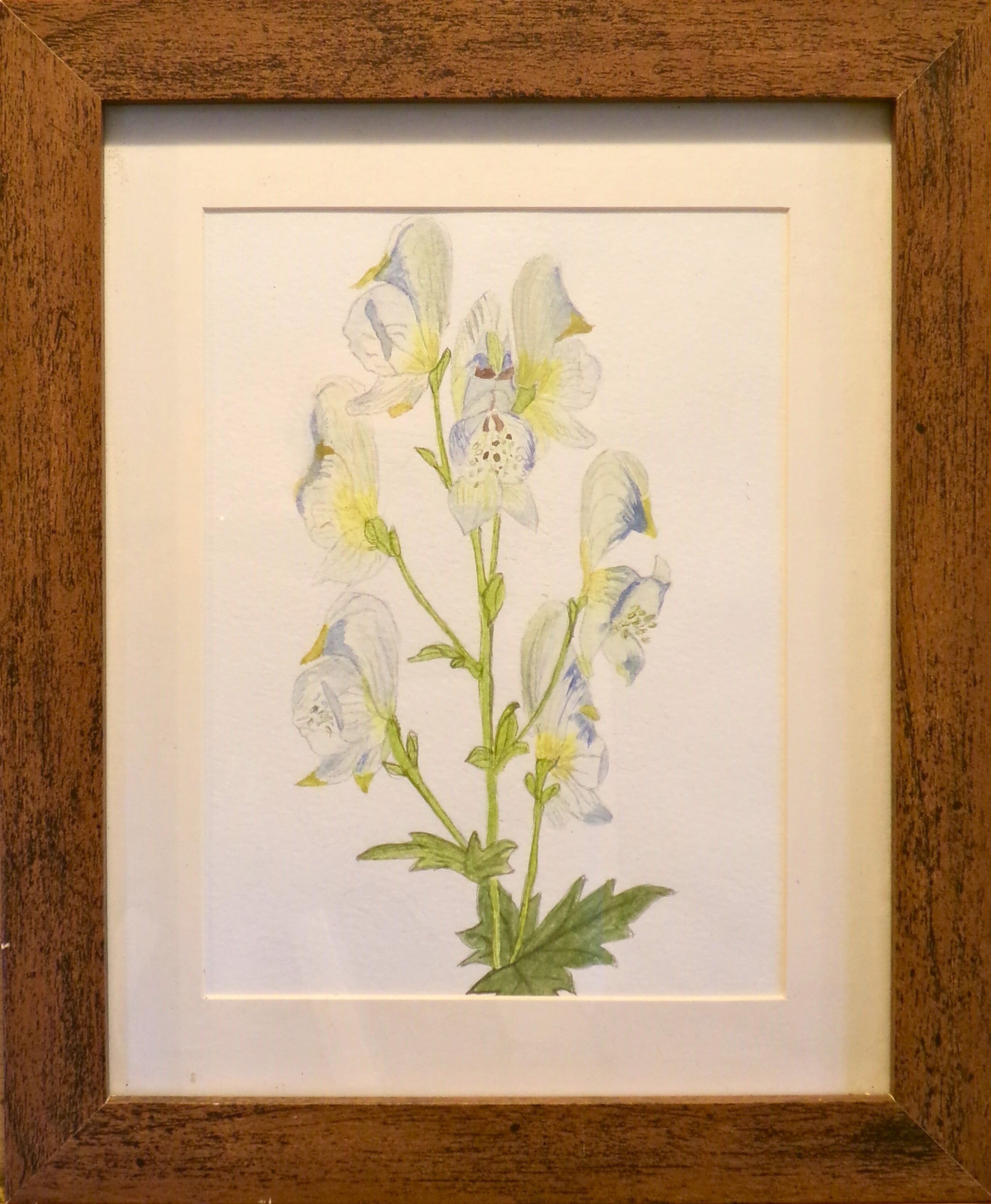 Blue Bloom – Framed Botanical Watercolor Illustration